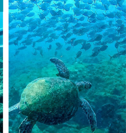 Tartaruga-marinha nadando entre um cardume em Fernando de Noronha