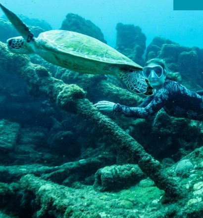 Mergulhadora e tartaruga-marinha entre os destroços do naufrágio