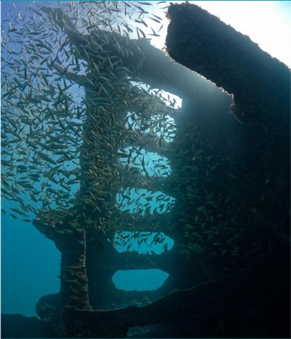Estrutura do naufrágio cercada por vida marinha em Fernando de Noronha