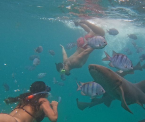 Mergulhadores observando peixes e tubarões durante o mergulho livre