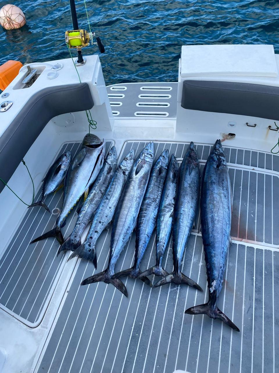 Peixes capturados na bancada do barco durante a pesca oceânica em Noronha